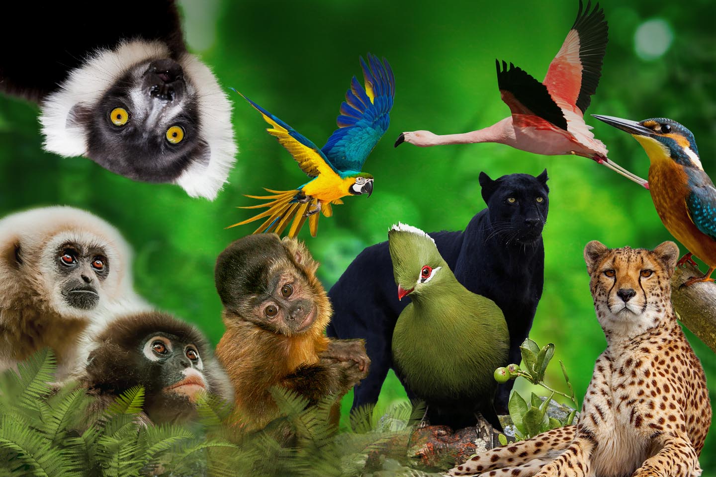 Разнообразный мир животных